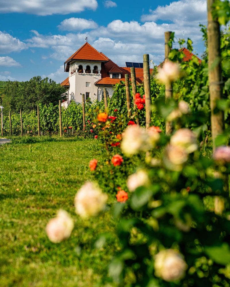 Casa Timis Fotografii - Galerie foto Casa Timis - Resort Romania - Wellness Spa Romania