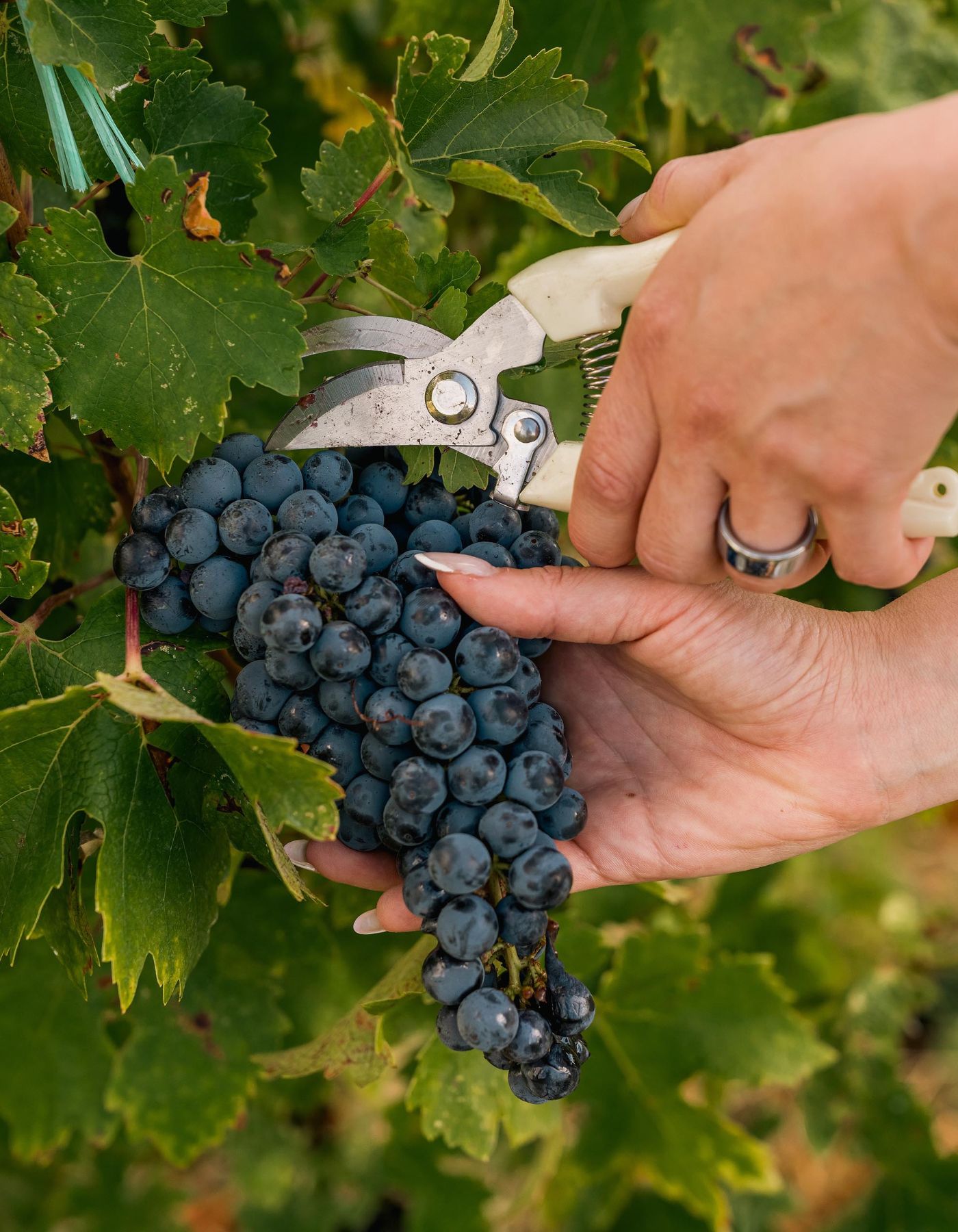 Ziua Națională a Gastronomiei și Vinului Românesc